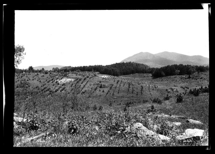 Axton, young red pine plantation in foreground, older Scotch plantation in background