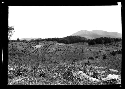 Axton, young red pine plantation in foreground, older Scotch plantation in background