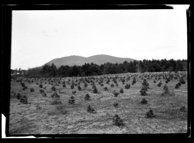 Rows of young pines at an unidentified plantation in New York State