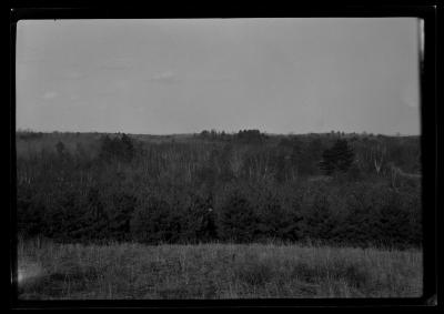 Riga Scotch Pine plantation, Cornell Hill Saratoga County planted by Cornell students in 1918, 4 yr. old stock