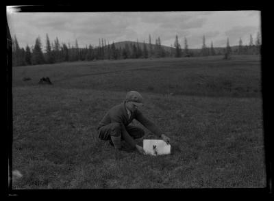 Unidentified man holds a piece of paper up behind a young pine tree