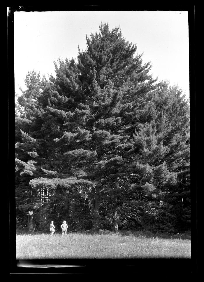 Two unidentified men stand under a pine tree