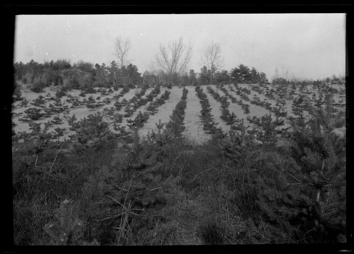 Rows of young pine trees at an unidentified New York State plantation