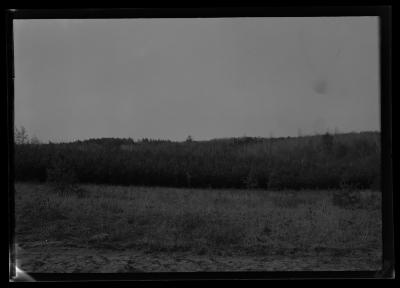 Riga Scotch Pine plantation, Cornell Hill, Saratoga County, planted by Cornell students in 1918, 4 yr. old stock