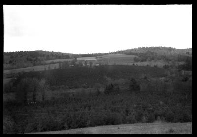 Thrifty young Scotch pine plantations in Oneonta municipal watershed forest