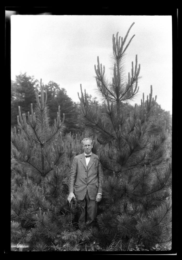 Unidentified man poses with a pair of pine trees