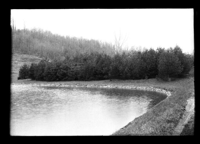 Pine trees along the banks of an unidentified body of water