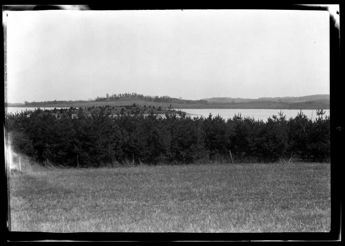 Pine trees growing on the shores of an unidentified lake in New York State