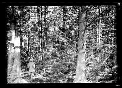 Interior of the Faxon forest, Chestertown