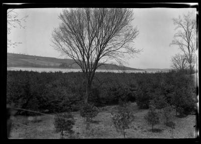 White pine plantation Tomhaunock Reservoir