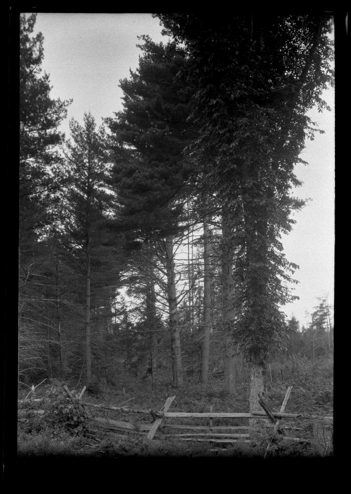 White pine on the Remington lot Chestertown.  This land was a wheat field one year after Civil War.  In 1920 and 1921 lumbering operations were carried on in this forest as shown just to right of picture.