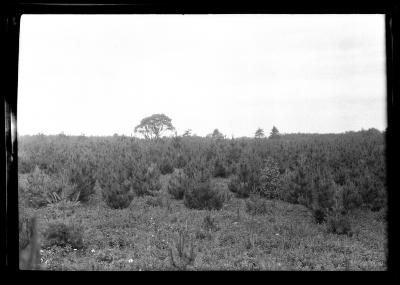 Red pine plantation on the lands of Robert L. James, Wilton, Saratoga Co., part of red pine planted forest of 193 acres