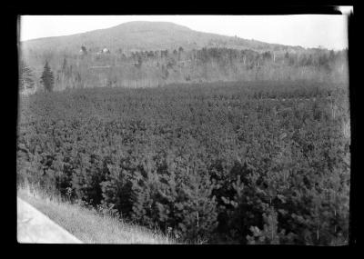 Rows of pine trees at an unidentified New York State plantation