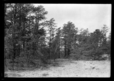 Two year old Scotch Pine planted in blow sand on the Rensselaer Lake watershed, natural growth Pitch Pine in the background