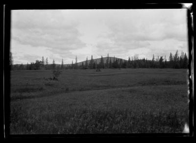 Pine forest at the edge of a meadow