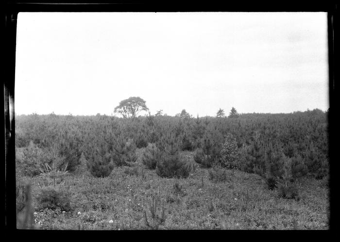 Red pine plantation on the lands of Robert L. James, Wilton, Saratoga Co., part of red pine planted forest of 193 acres