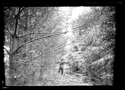 Unidentified man stands between rows of pine trees at an unidentified New York State plantation