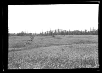 Pine forest at the edge of a field