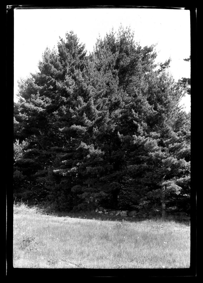 Two pine trees at an unidentified New York State plantation