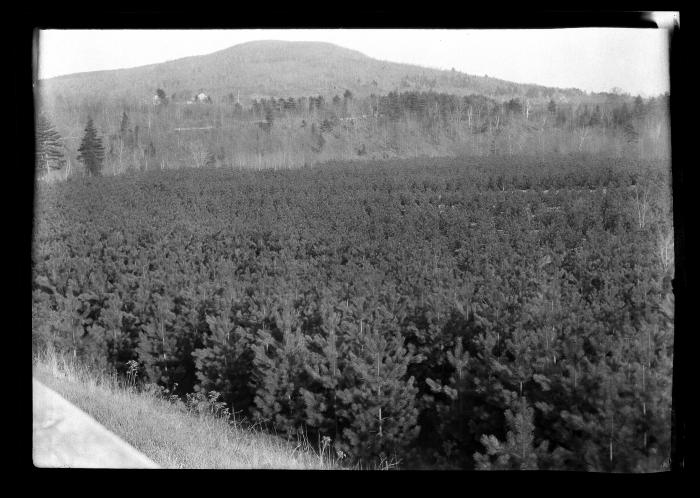 Rows of pine trees at an unidentified New York State plantation