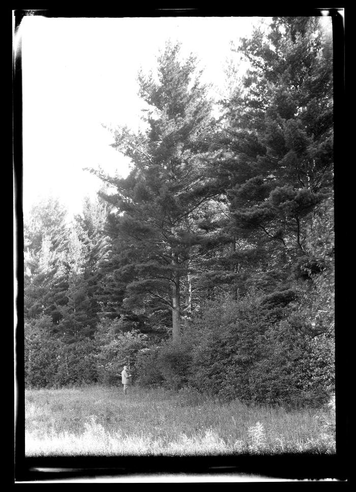 Unidentified man stands at the edge of a pine forest