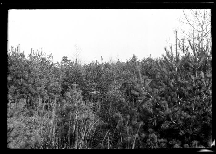 White pine plantation on T.C. Laltun's 107 acre preserve, Saratoga County