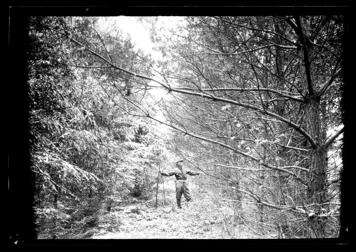 Unidentified man stands between rows of pine trees