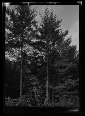 Sixty year old white pine, Remington lot, Chestertown