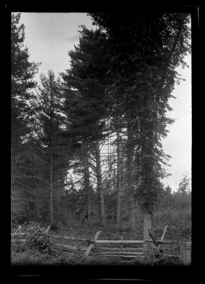 White pine on the Remington lot Chestertown.  This land was a wheat field one year after Civil War.  In 1920 and 1921 lumbering operations were carried on in this forest as shown just to right of picture.