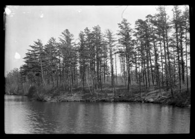 Pine trees line the shores of an unidentified lake