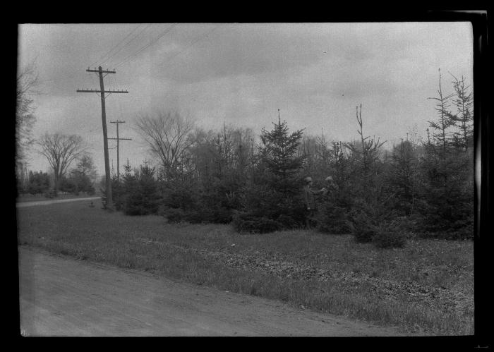 Norway Spruce plantation 12 years old State Reservation, Saratoga