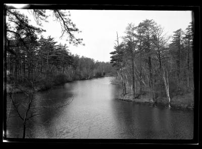 Pine trees along the banks of a stream