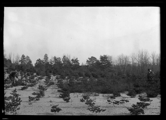 Rows of young pine trees at an unidentified New York State plantation