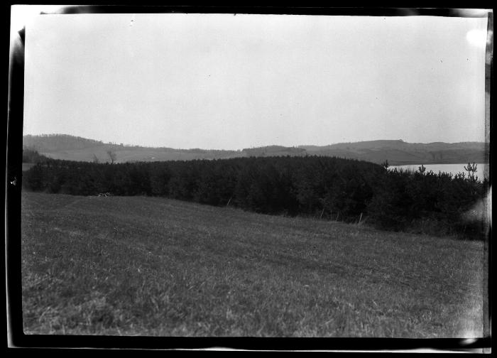 Pine trees growing along the shores of an unidentified New York State lake