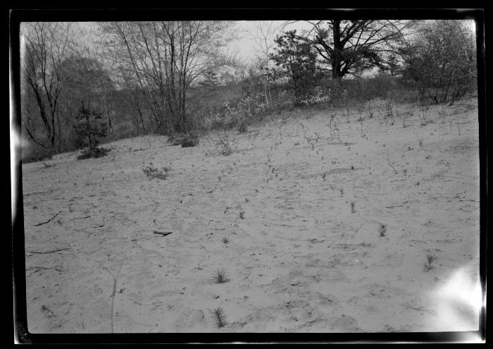 Rows of newly planted pine trees at an unidentified plantation in New York State