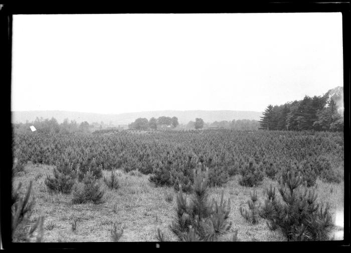 Red pine, 7 yrs. from seed on R.L. James' farm, Wilton, N.Y.