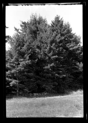 Two pine trees at an unidentified New York State plantation