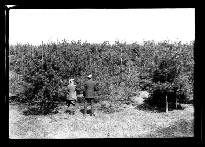 Part of 20 acre plantation of white pine planted in 1914, 4 year old stock, Letchworth Village, close-up, Dr. C.S. Little and H.F. Prescott