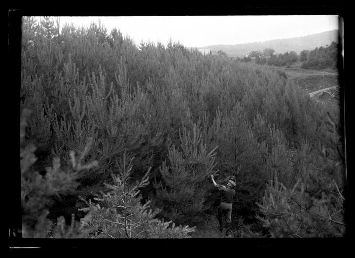 Unidentified man stands amidst a pine forest