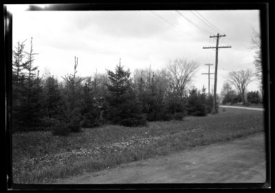 Norway spruce plantation 12 years old State reservation, Saratoga