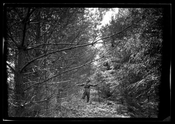 Unidentified man stands between two rows of pine trees at a New York State plantation