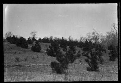 A bare side hill in Roscoe Conkling Park, Utica, reforested with red pine