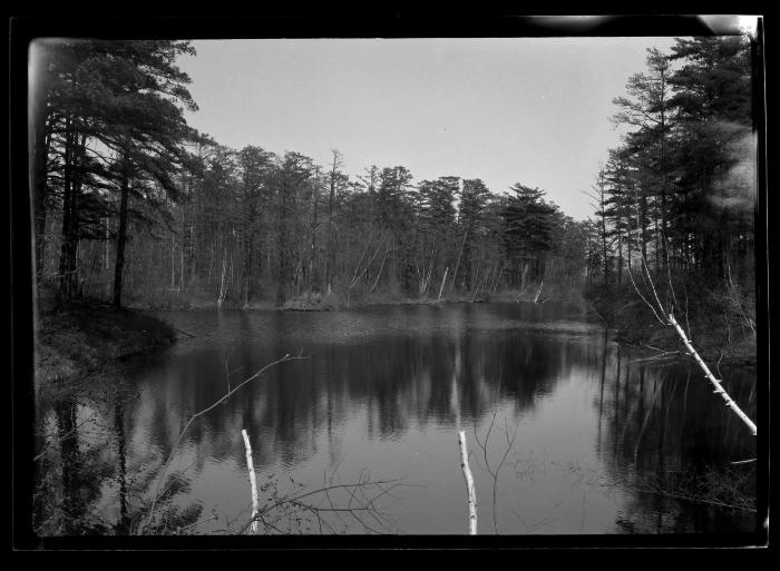 White Pine, Pitch Pine and hardwood on the shore of Rensselaer Lake, Albany watershed