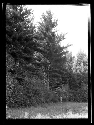 An unidentified man stands at the forest's edge