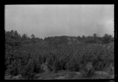 Six year old red pine on T.C. Laltun's preserve