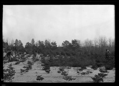 Rows of young pine trees at an unidentified New York State plantation