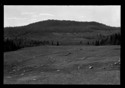 Field with pine trees