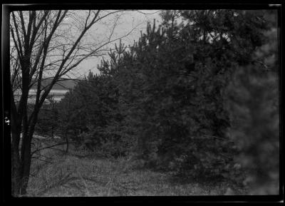 Pine and deciduous trees growing near an unidentified New York State lake