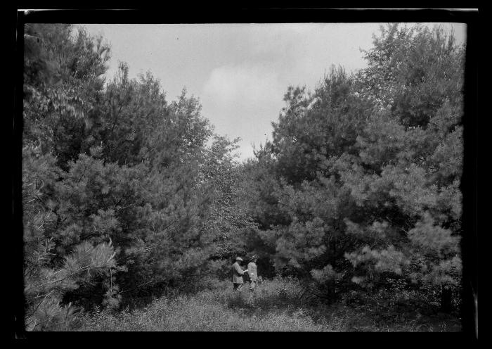 Two men walk in between two rows of pine trees at an unidentified New York State plantation