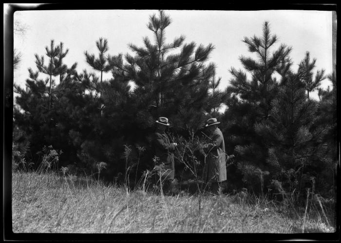 Two unidentified men talk at the edge of an unidentified pine plantation